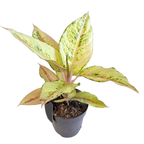Aglaonema Frozen – Rare Variegated - Image 2