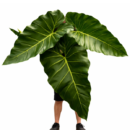 Philodendron Maximum