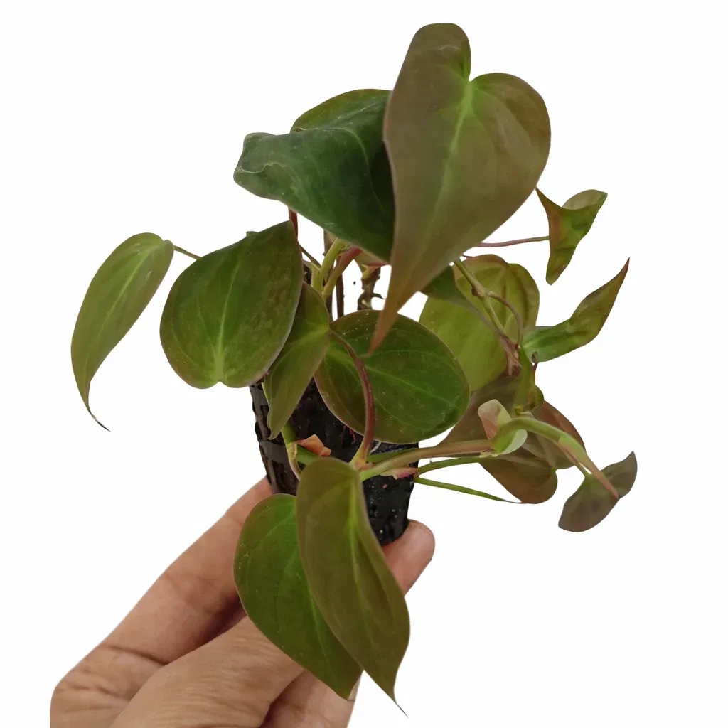 🌿 Philodendron Oxycardium ‘Micans Red’ - Image 2