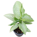 Dieffenbachia Milky Way – White Variegated Foliage