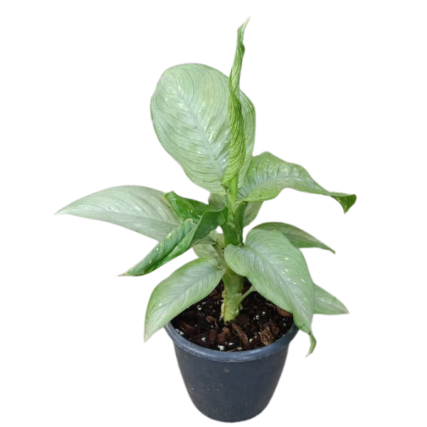 Dieffenbachia Milky Way – White Variegated Foliage - Image 2