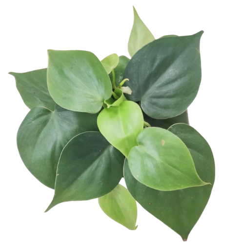 Philodendron oxycardium Green