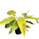 Philodendron Calkins Gold – Rare Golden Variegated