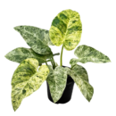 Philodendron Giganteum Variegated Blizzard – Rare Giant