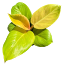 Philodendron Golden Melinonii