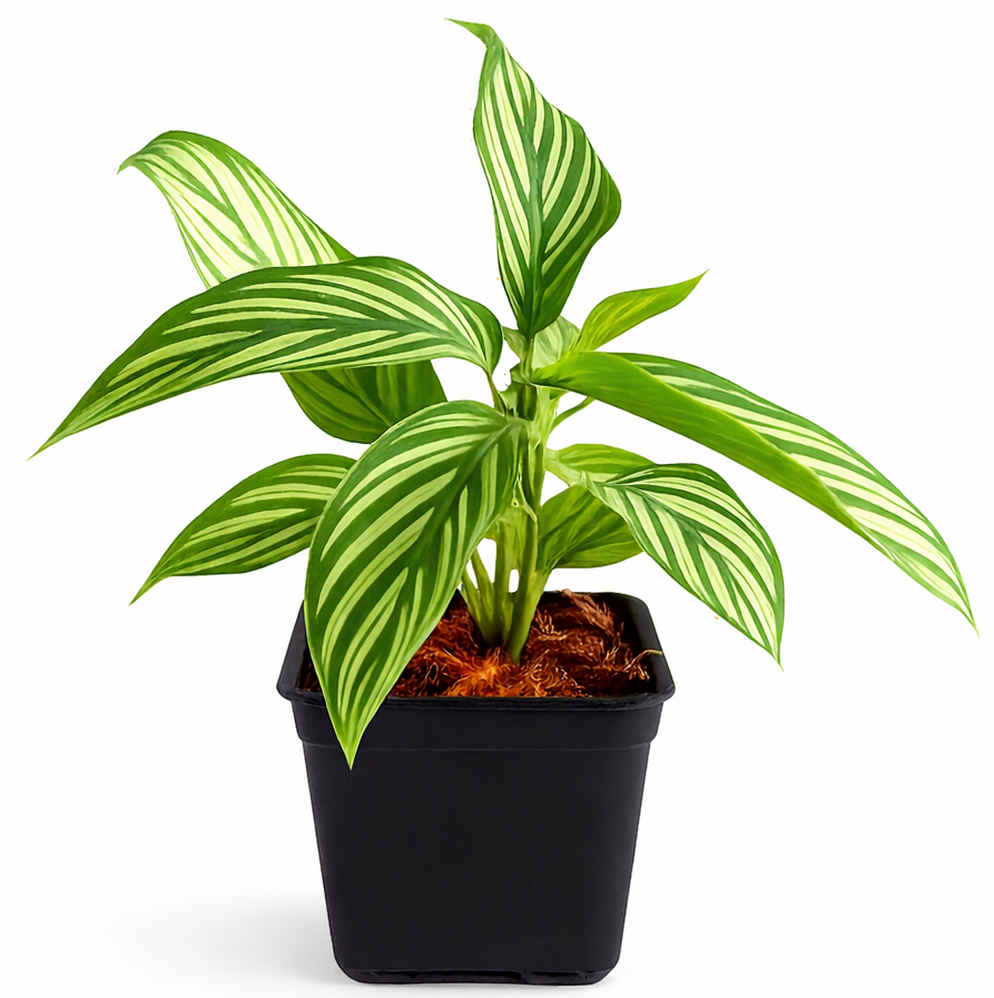 Calathea Vittata – Elegant White-Striped Prayer Plant (Indoor) - Image 2