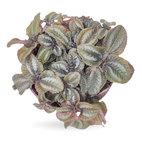 🌿 Pilea Involucrata ‘Red Leaf’ – Vibrant Textured Indoor Plant