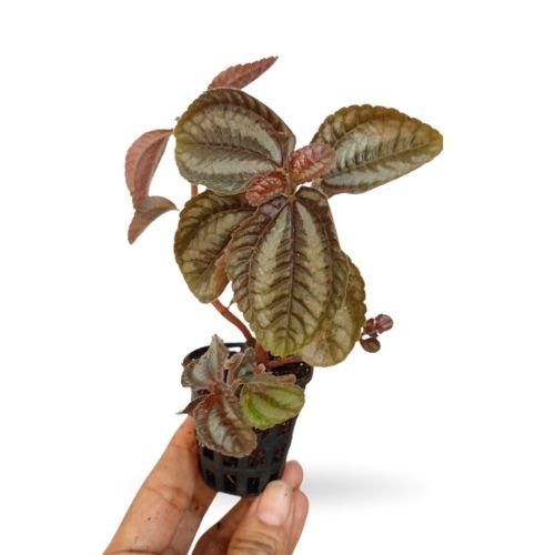 🌿 Pilea Involucrata ‘Red Leaf’ – Vibrant Textured Indoor Plant - Image 2