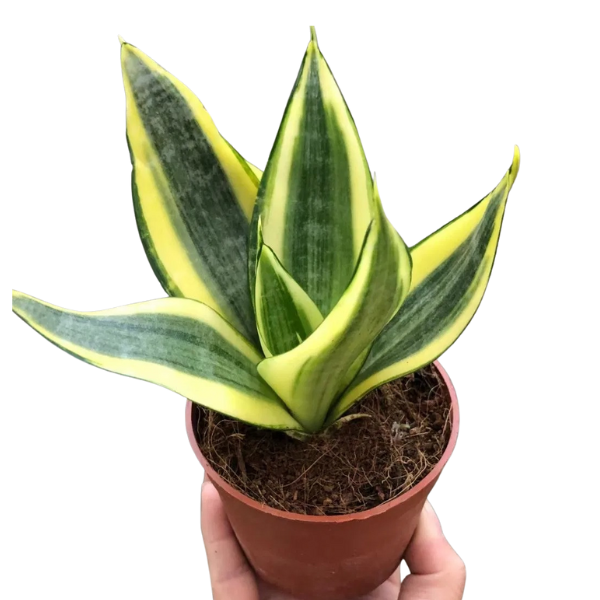 Sansevieria Golden Hahnii – Dwarf Snake Plant - Image 2