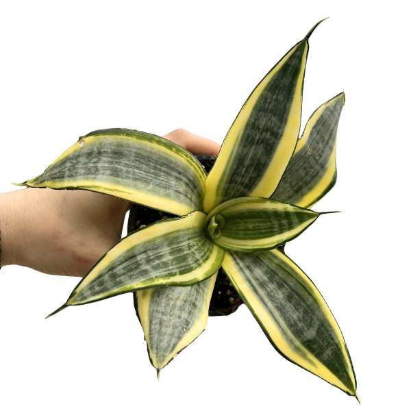 Sansevieria Golden Hahnii – Dwarf Snake Plant