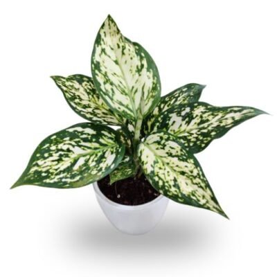 Aglaonema White Anjuman
