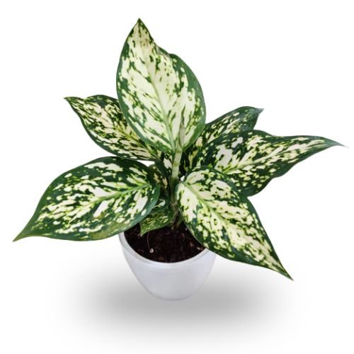 Aglaonema White Anjuman
