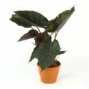 Alocasia Wentii