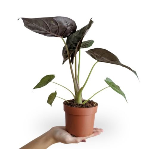 Alocasia Wentii - Image 2