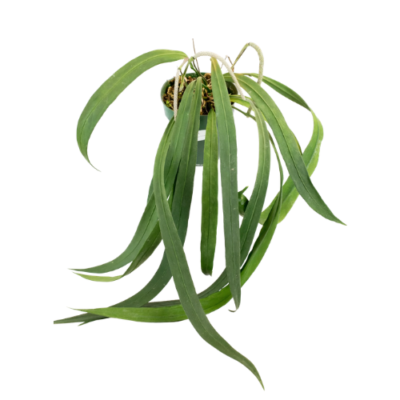 Anthurium Vittarifolium – Rare Long Strap Leaf Aroid