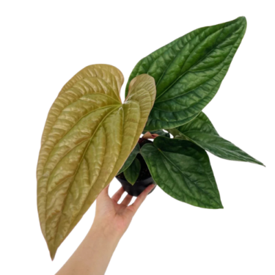 Anthurium Luxurians × Radicans – Rare Quilted Velvet Hybrid