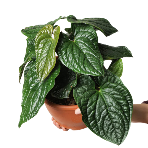 Anthurium Luxurians × Radicans – Rare Quilted Velvet Hybrid - Image 2