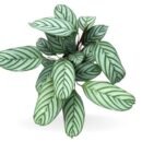 Calathea Compact Star