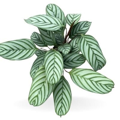 Calathea Compact Star