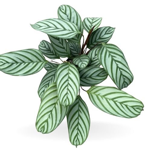 Calathea Compact Star