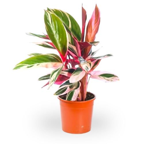 Calathea Stromanthe Triostar - Image 2
