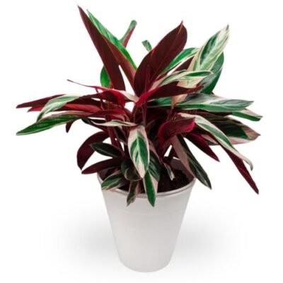 Calathea Stromanthe Triostar