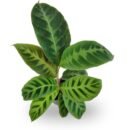 Calathea Zebrina Plant