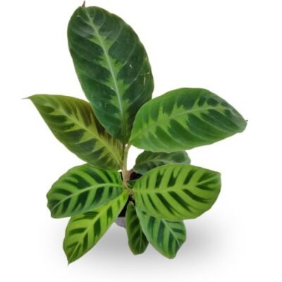 Calathea Zebrina Plant