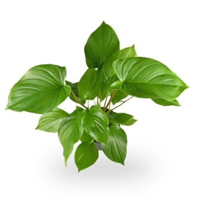 Homalomena Green Plant