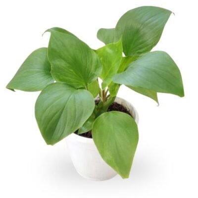 Homalomena Green Plant
