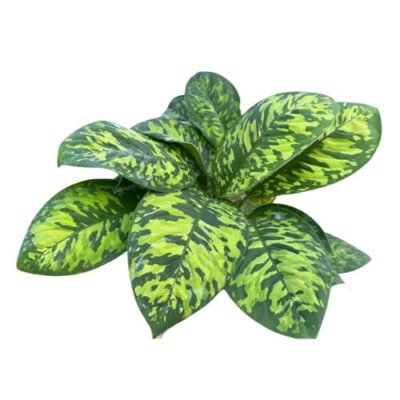 Homalomena Camouflage