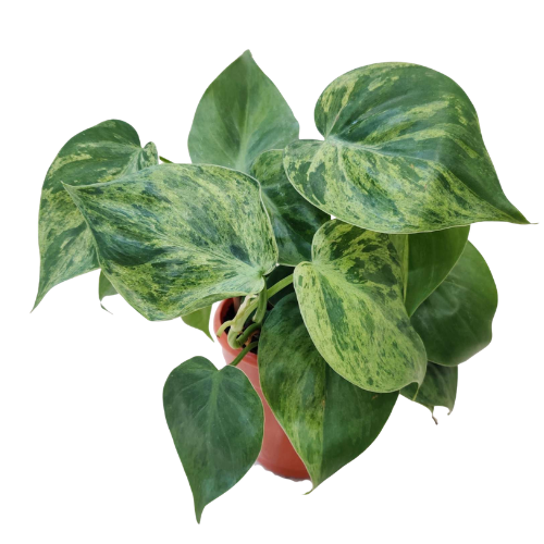 Philodendron Oxycardium Marble - Image 3
