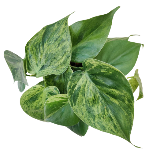 Philodendron Oxycardium Marble - Image 2