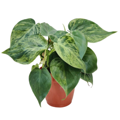 Philodendron Oxycardium Marble