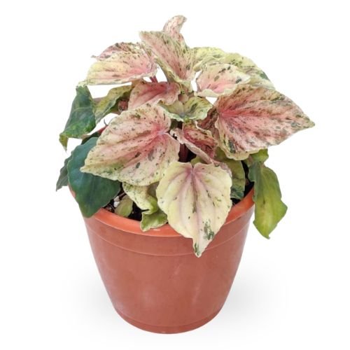 Peperomia Buenos Alres - Image 2