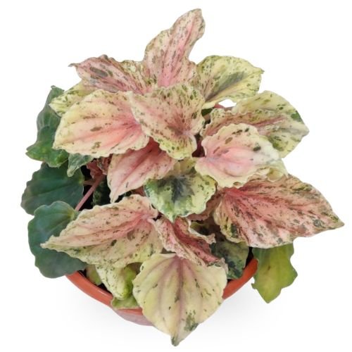 Peperomia Buenos Alres