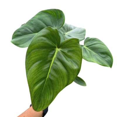 Philodendron Billienum – Billietiae × Pastazanum Hybrid Rare Plant
