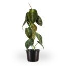 Philodendron Melanochrysum