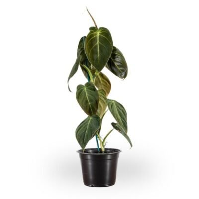 Philodendron Melanochrysum