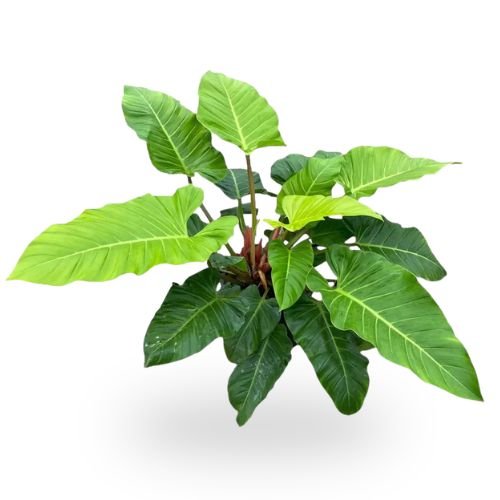 Philodendron Melinonii Orange