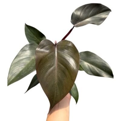 Philodendron ‘Royal Queen’