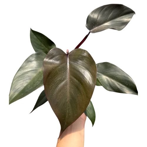 Philodendron ‘Royal Queen’