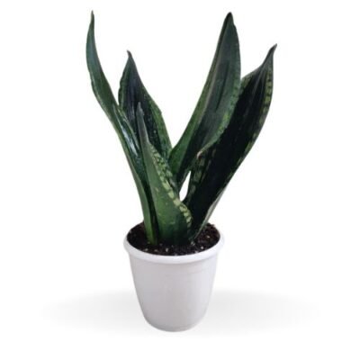 Sansevieria Trifasciata Whitney Plant