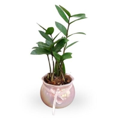 ZZ Plant in Decorative Pot – Perfect Gift