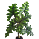 Alocasia Jacklyn – Rare Tiger Vein Plant