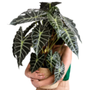 Alocasia Amazonica