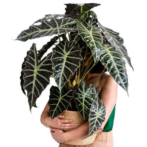 Alocasia Amazonica
