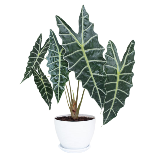 Alocasia Amazonica - Image 3
