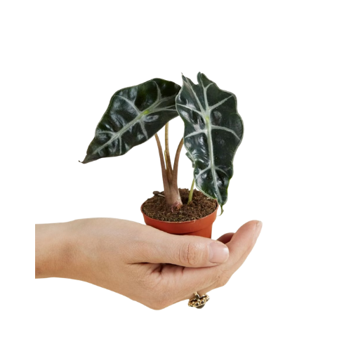 Alocasia Amazonica - Image 2