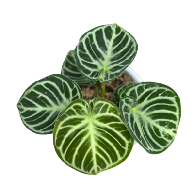Anthurium Dorayaki - Rare Round Velvet Leaf